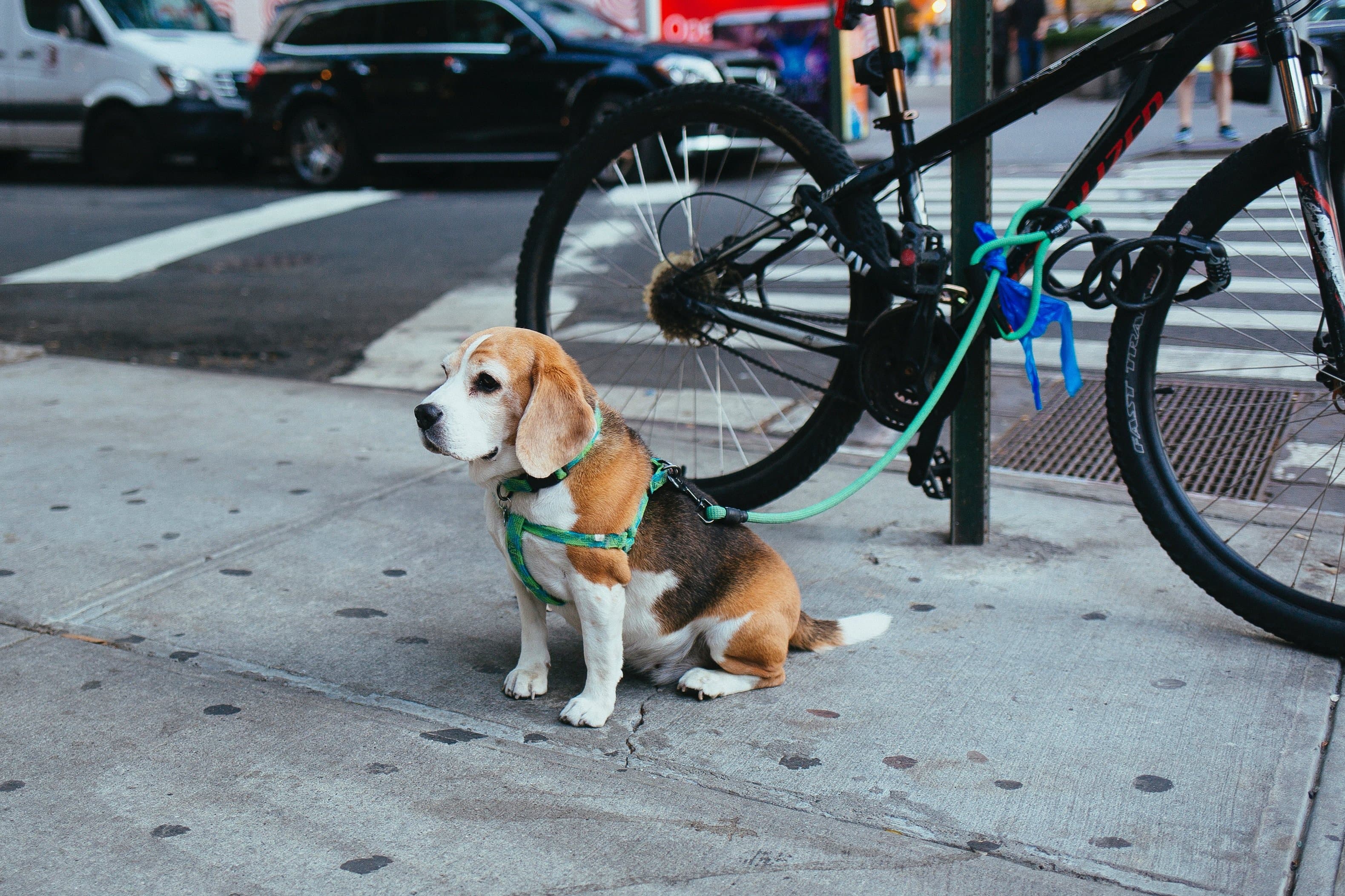 A dog being trained